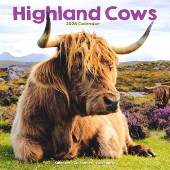 Kalender 2026 Highland Cows