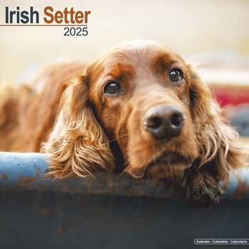Kalender 2027 Irish Setter