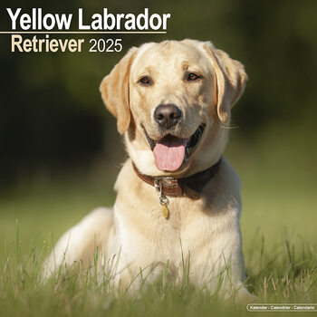 Kalender 2027 Labrador Ret (Yellow)
