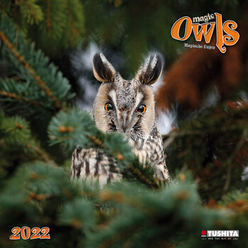 Kalender 2027 Magic Owls