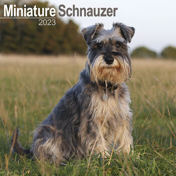 Kalender 2027 Mini Schnauzerl