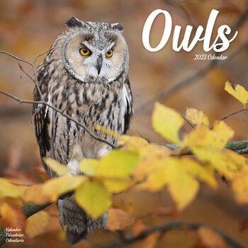 Kalender 2027 Owls