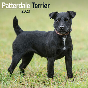 Kalender 2023 Patterdale Terrier