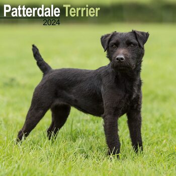 Kalender 2024 Patterdale Terrier