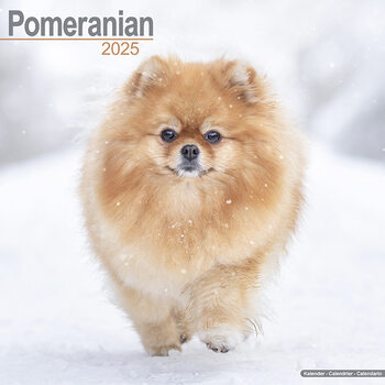 Kalender 2027 Pomeranian