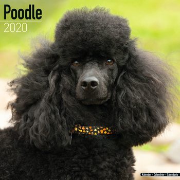 Kalender 2027 Poodle