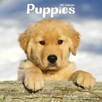 Kalender 2027 Puppies