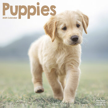 Kalender 2027 Puppies