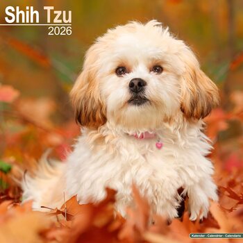 Kalender 2026 Shih Tzu