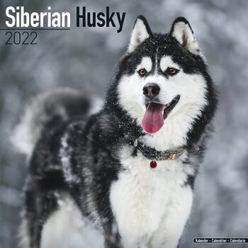 Kalender 2027 Siberian Husky