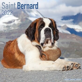 Kalender 2027 St Bernard