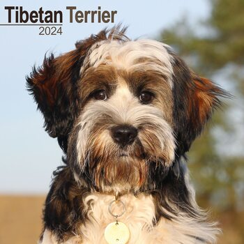 Kalender 2024 Tibetan Terrier