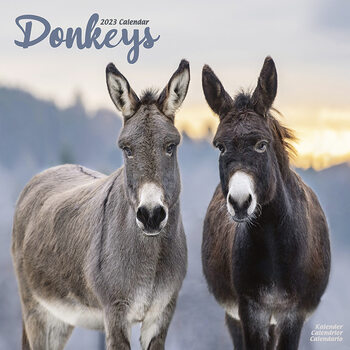 Kalender 2023 Donkeys