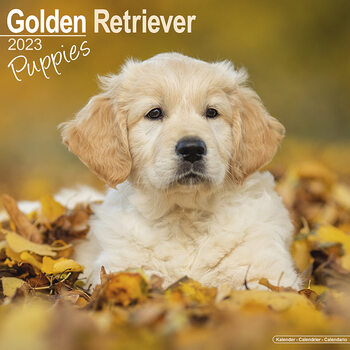 Kalender 2023 Golden Retriever - Pups