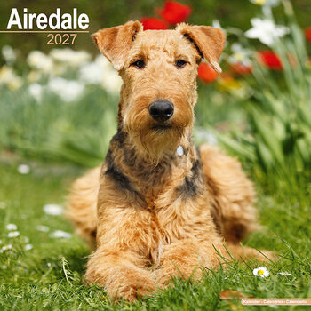 Kalender 2027 Airedale terrier