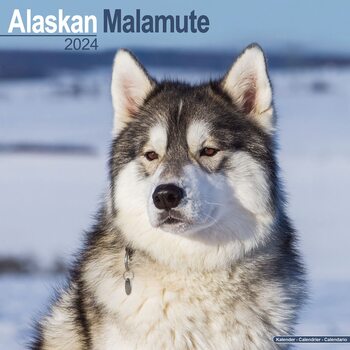 Kalender 2024 Alaskan Malamute