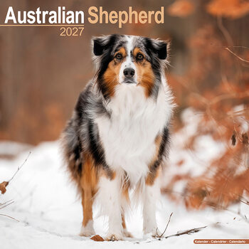 Kalender 2027 Australian shepherd