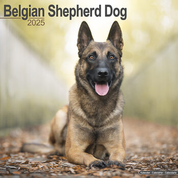 Kalender 2027 Belgian Shepherd Dog