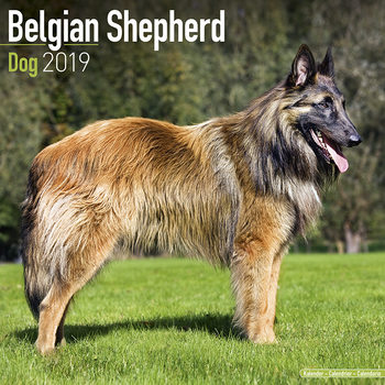 Kalender 2027 Belgian Shepherd Dog