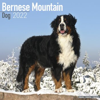 Kalender 2027 Bernese Mountain Dog