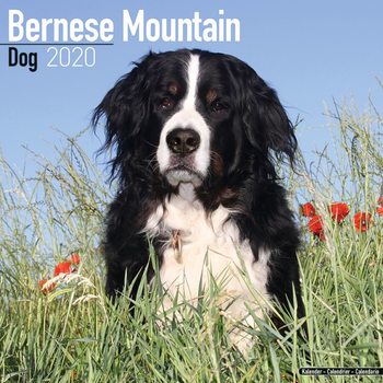 Kalender 2027 Bernese Mountain Dog