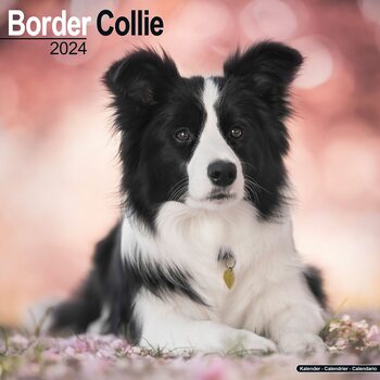 Kalender 2024 Border Collie