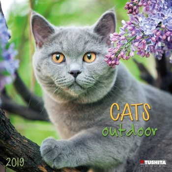 Kalender 2027 Cats Outdoors
