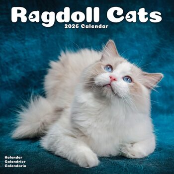 Kalender 2026 Cats - Ragdoll - NEW