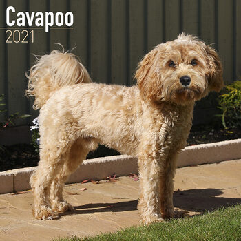 Kalender 2027 Cavapoo