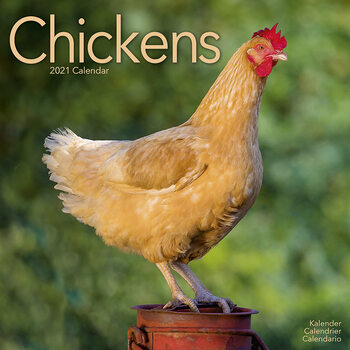 Kalender 2027 Chickens