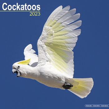 Kalender 2027 Cockatoos