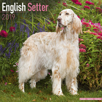 Kalender 2027 English Setter