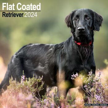 Kalender 2027 Flatcoated Retriever