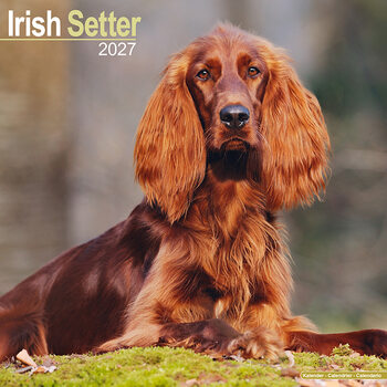 Kalender 2027 Irsk setter