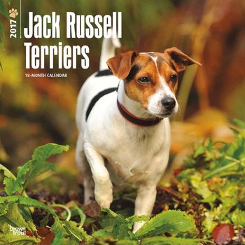 Kalender 2027 Jack Russell Terrier