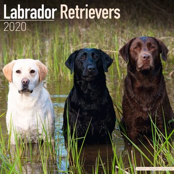 Kalender 2027 Labrador Ret – Mix