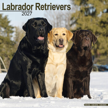 Kalender 2027 Labrador Retriever