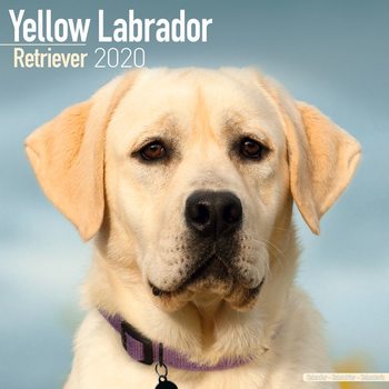Kalender 2027 Labrador – Yellow