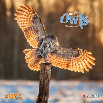 Kalender 2027 Magic Owls | 16-monatig