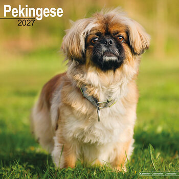 Kalender 2027 Pekingeser