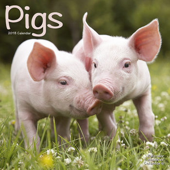 Kalender 2027 Pigs