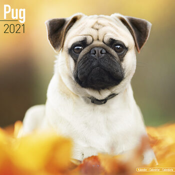 Kalender 2027 Pug