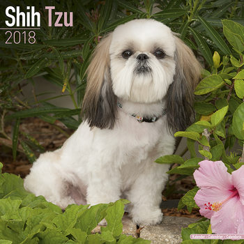 Kalender 2027 Shih Tzu