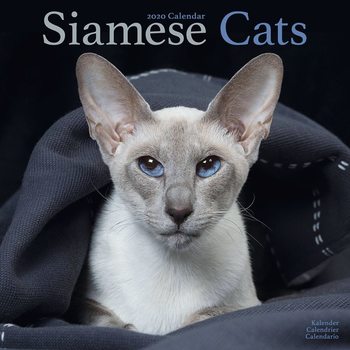 Kalender 2020  Siamese
