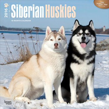 Kalender 2027 Siberian Husky