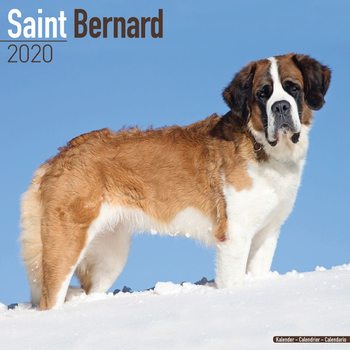 Kalender 2027 St Bernard
