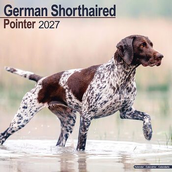 Kalender 2027 Tysk korthåret pointer