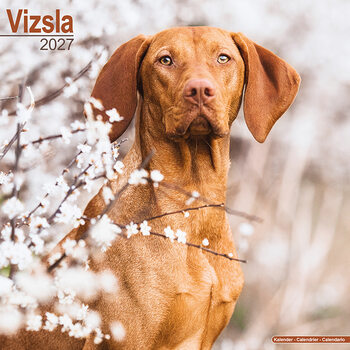 Kalender 2027 Vizsla