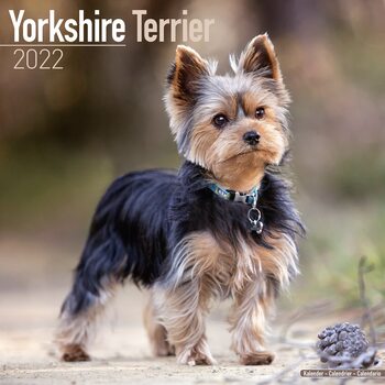 Kalender 2027 Yorkshire Terrier