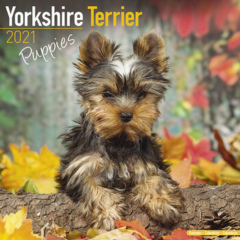 Kalender 2027 Yorkshire Terrier